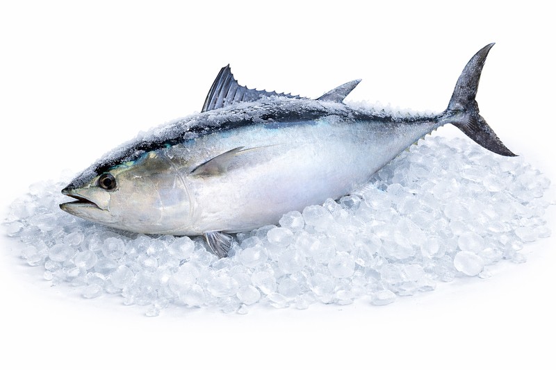 Albacore Tuna