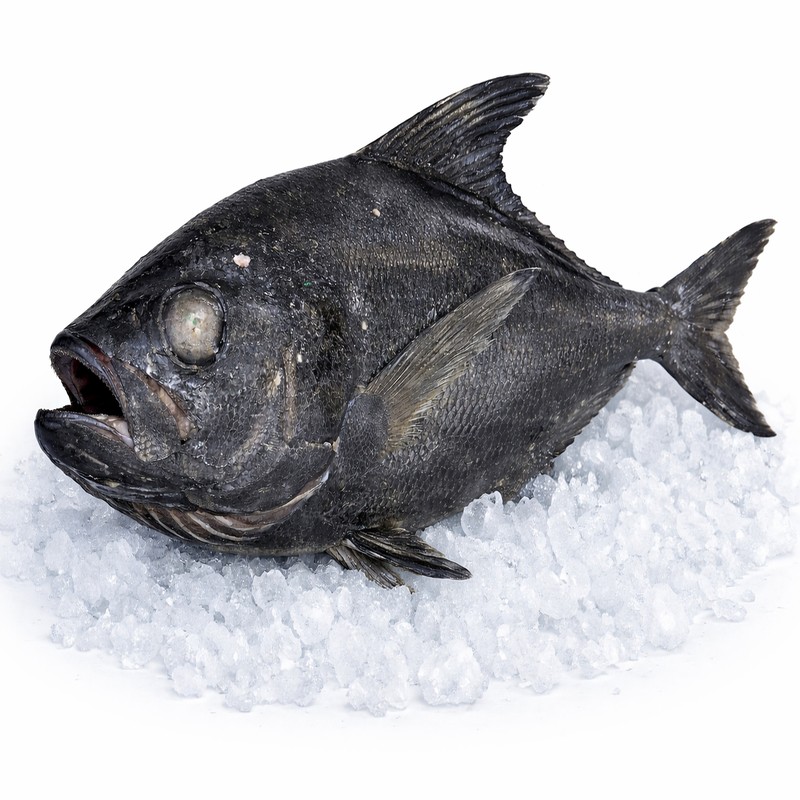 Sickle Pomfret