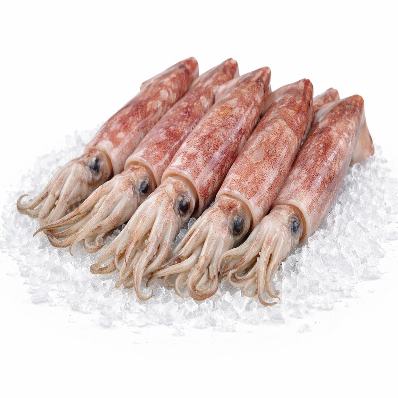 Illex Squid