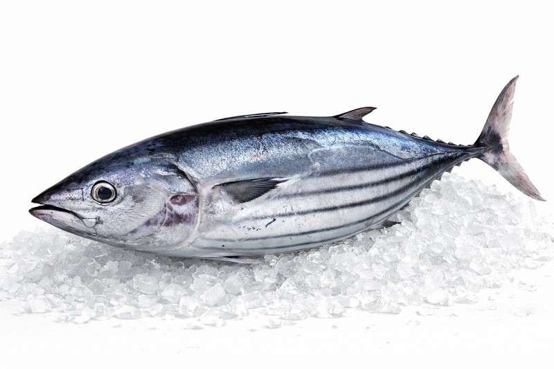 Skipjack Tuna
