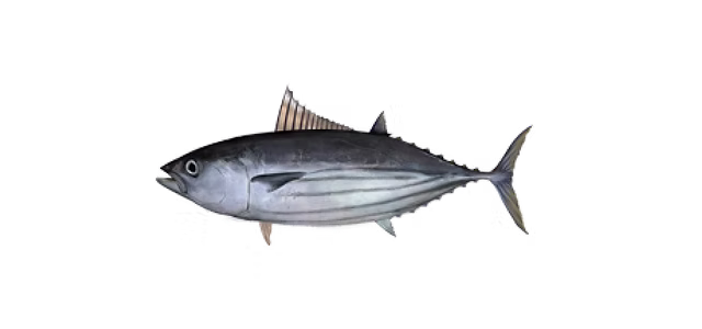 Skipjack