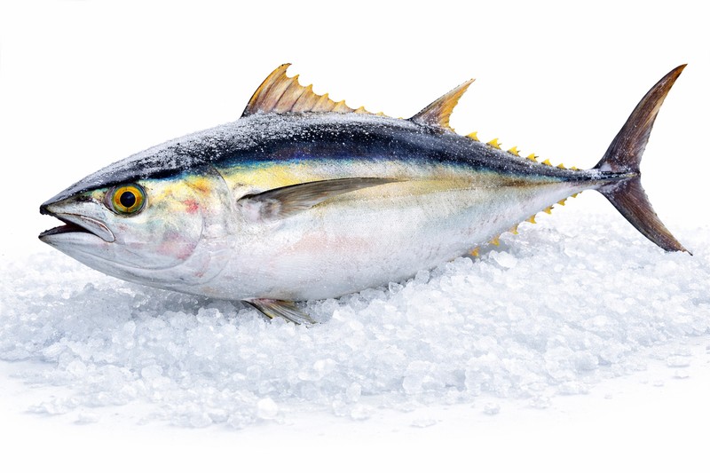 Yellowfin Tuna - Premium Indonesia Tuna Supplier KMJ Group