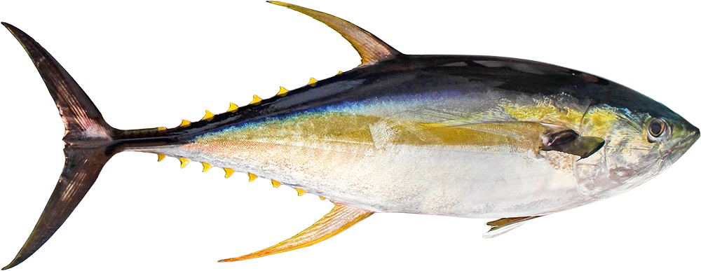 Yellowfin Tuna - Premium Indonesia Tuna Supplier KMJ Group